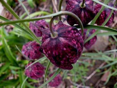 'Fritillary,' Churchdown, 15-5-09